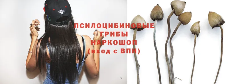 Галлюциногенные грибы Psilocybe  что такое наркотик  Великий Устюг 